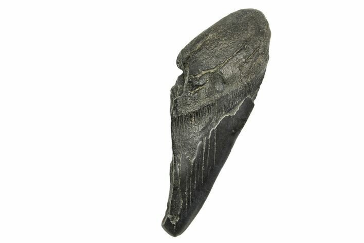 Partial Fossil Megalodon Tooth - South Carolina #370012